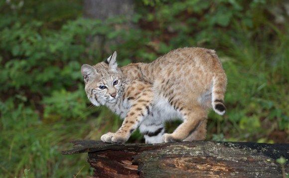 Adolescent Bobcat (Lynx rufus)