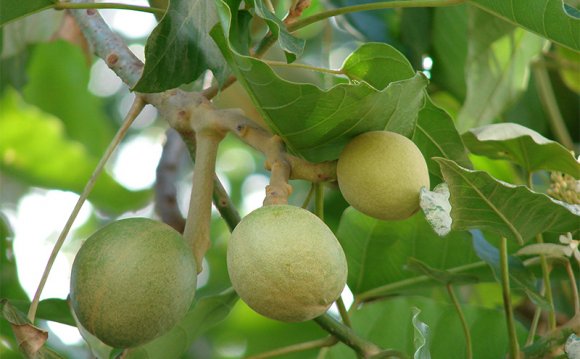 Green nuts on Kukui tree