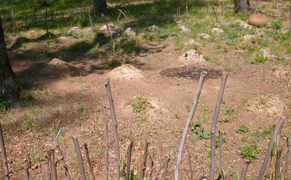 Exhibit of just-planted Native