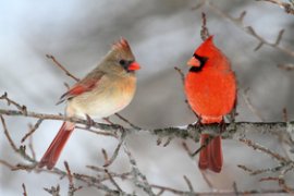 Cardinal