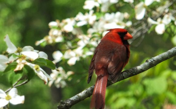 Virginia State bird and Flower