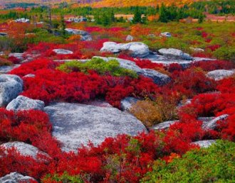 Dolly Sods