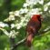 Virginia State bird and Flower