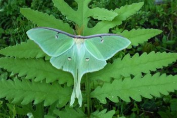 Luna moth