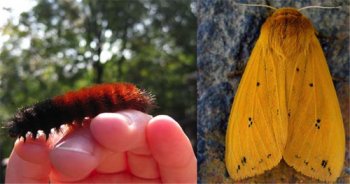 Moth metamorphosis