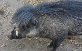 Phillipines_Visayan crested warty pig