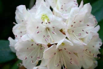 Rhododendron maximum by SB Johnny