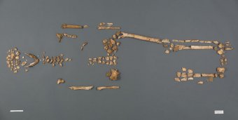 Skeletal stays available at Jamestown Site Identified as Colony management