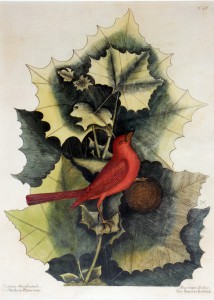 Sycamore and Summer Tanager-web