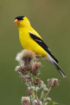 The US Goldfinch is Morgantown's City Bird.