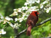 Virginia State bird and Flower