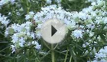 Minnesota Native Plant - Virginia Mountain Mint