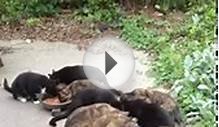My Hungry Feral Cat Colony Feeding Time Northern Virginia