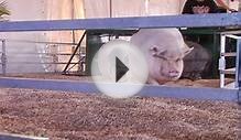 Pig Racing @ the State Fair of Virginia