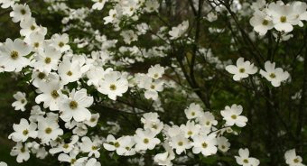 White Dogwood tree woodland by woodland Wander